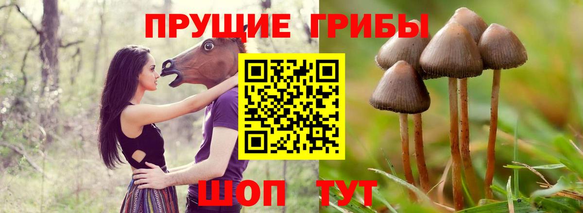 Псилоцибиновые грибы мицелий Волгоград